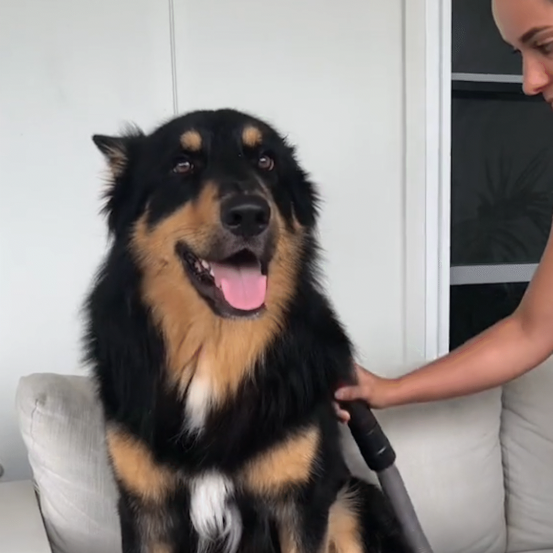 FurLogic Groomer - Deshedding kit