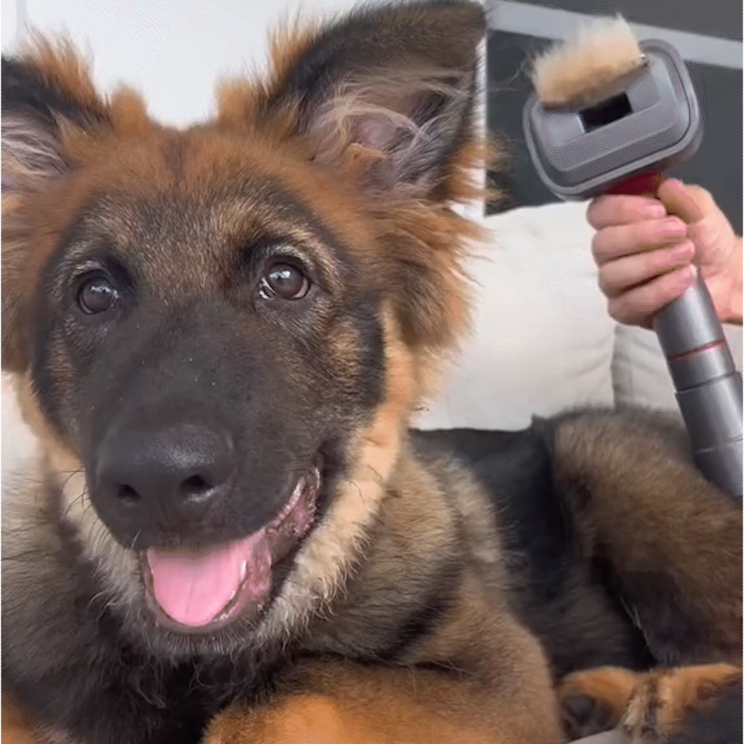 FurLogic Groomer - Deshedding kit